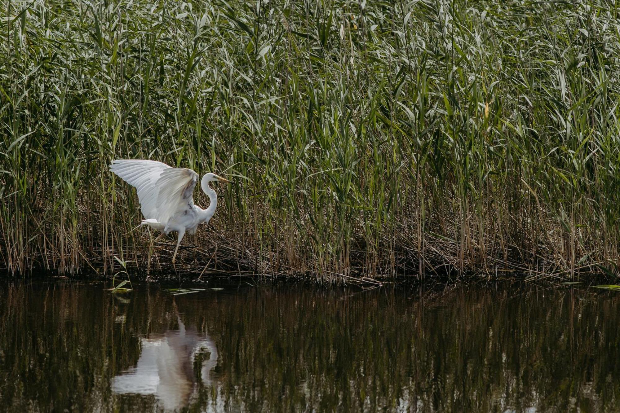 Seehuette Neusiedlersee - Seehaus Inklusive Elektroboot Руст Экстерьер фото