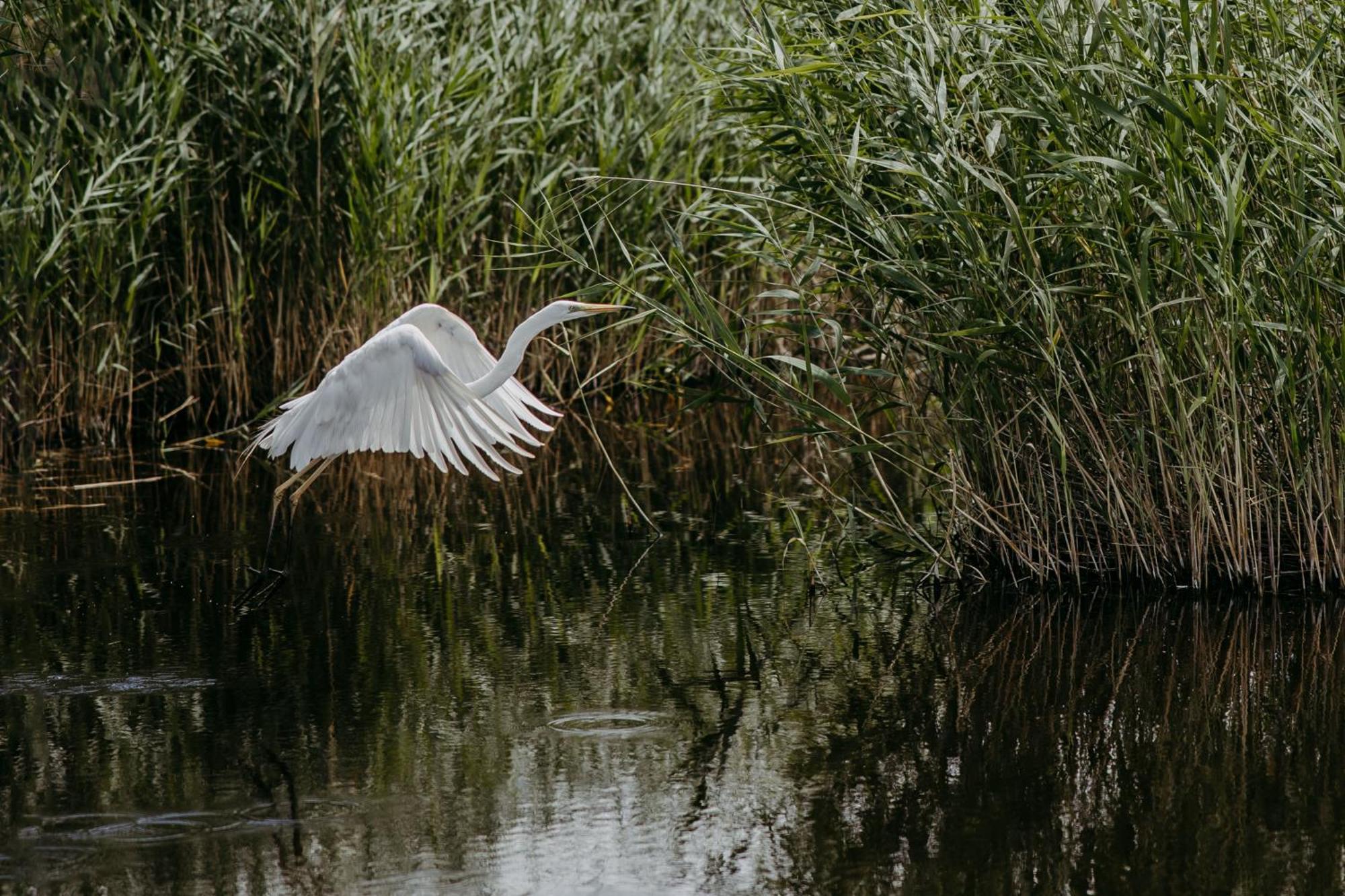 Seehuette Neusiedlersee - Seehaus Inklusive Elektroboot Руст Экстерьер фото